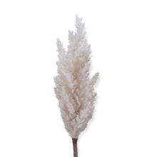 Load image into Gallery viewer, Pampas Stems
